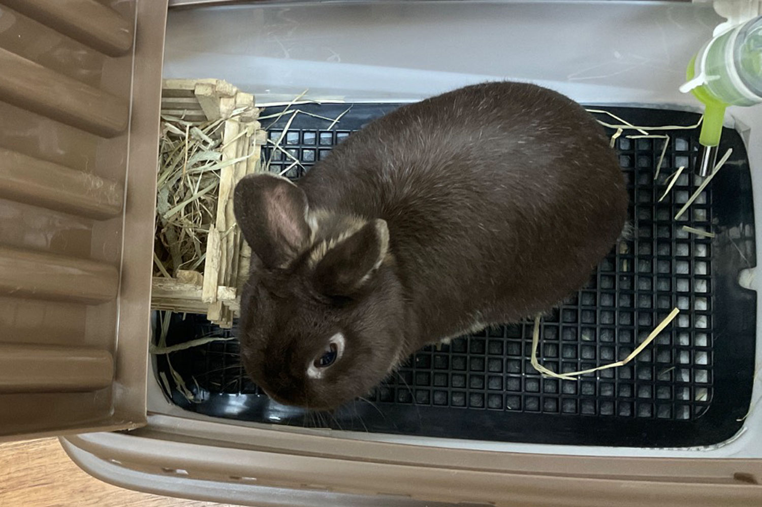 エンセファリトゾーン症ビフォアー