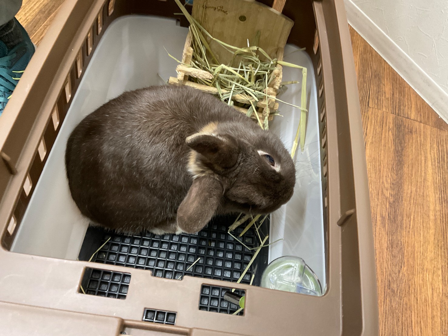 エンセファリトゾーン症ビフォアー