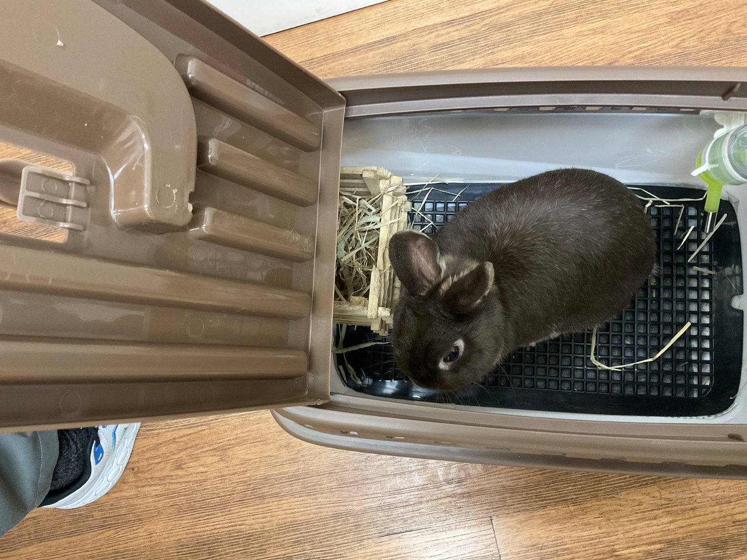 エキゾチックアニマル診療