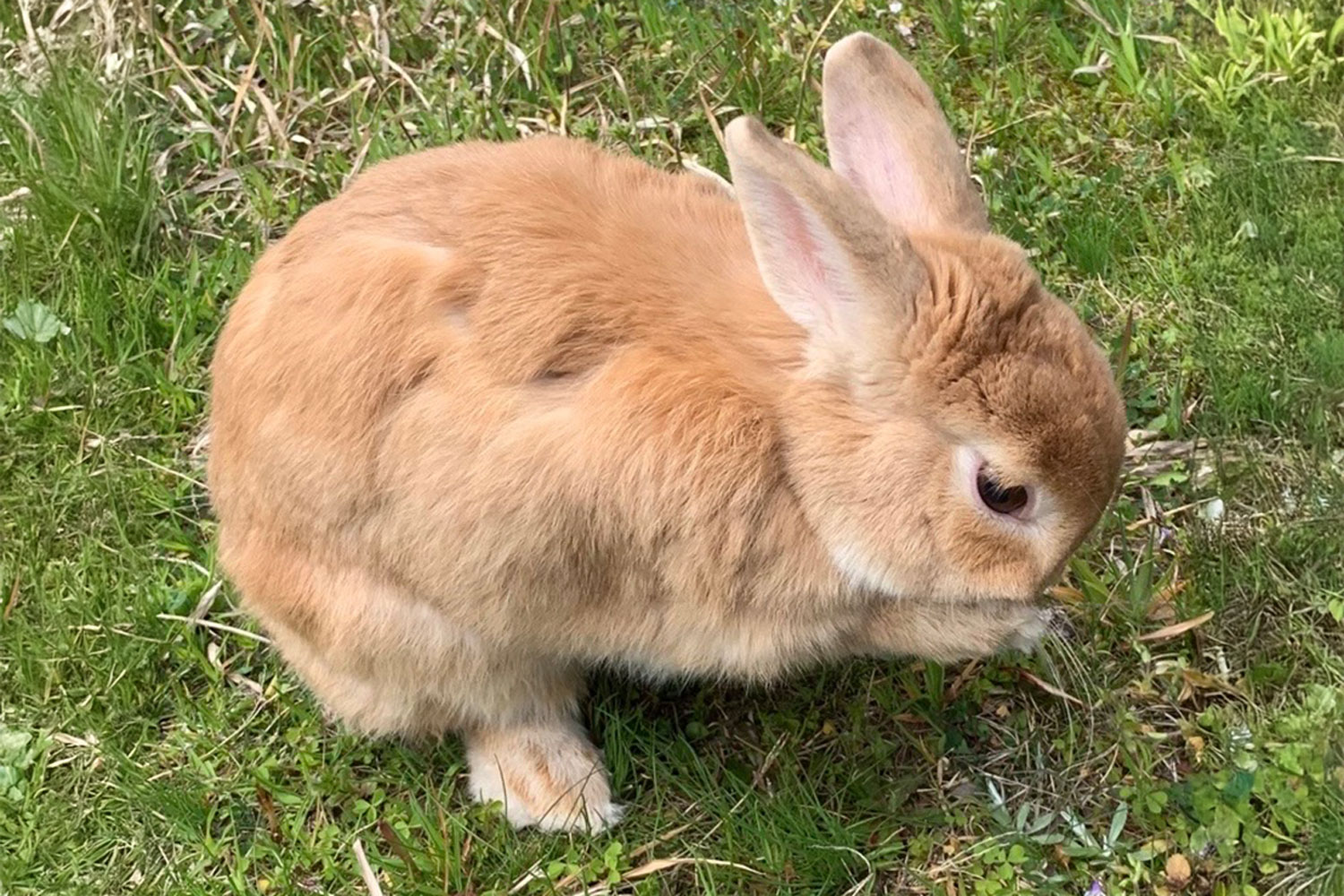 エキゾチックアニマル診療